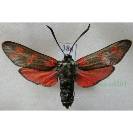 Zygaena filipendulae (Linnaeus, 1758) Kraśnik sześcioplamek Deutschland38a